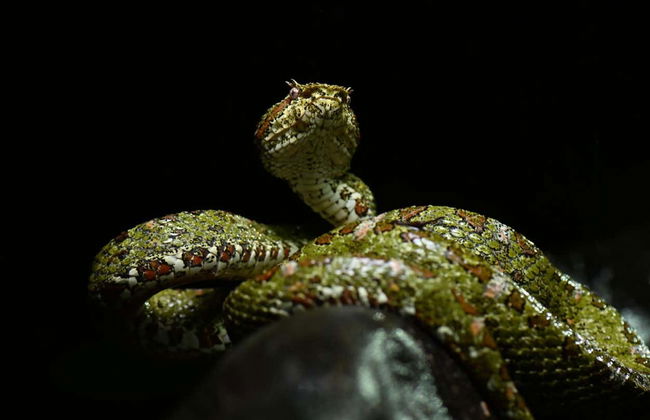 Trekking serale a Oktari Monteverde - Foto 4