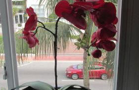 Ocean Dream - Foto 7