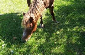 Gîte LES CHANTS DU CREPUSCULE - Foto 34