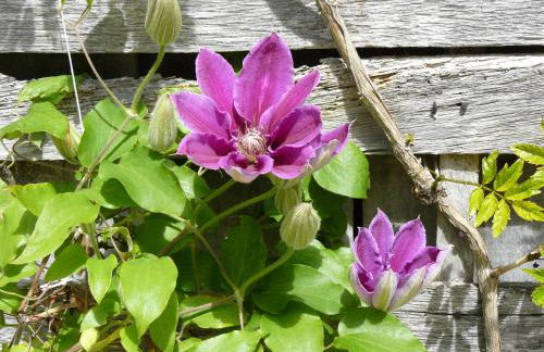 Gite Au Bouzigues - Photo 41