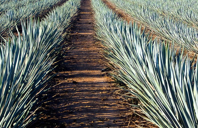 Day Trip to Tequila - Photo 1