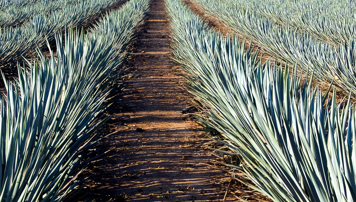 Day Trip to Tequila - Foto 1