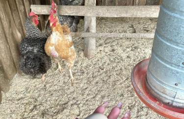 Chacara Sossego da Natureza - Foto 15