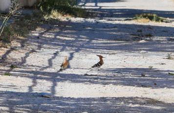 Peach Pine House - Escape Near City, Beach and Athens Airport - Foto 63