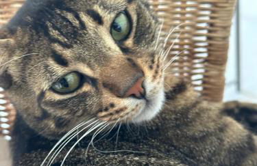 Iris Cretan Mountain Escape - Photo 24