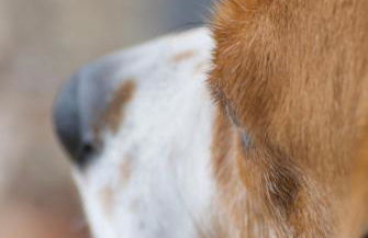 Le coeur des VOSGES - Photo 6