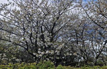 Cherry Orchard Retreat - Photo 25