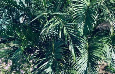 Coração do Rosa -A poucos passos do melhor do Rosa - Foto 45