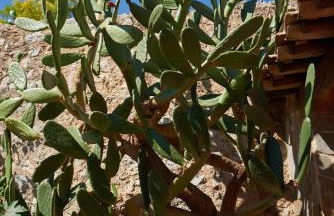 Jardin de Palme - Foto 66