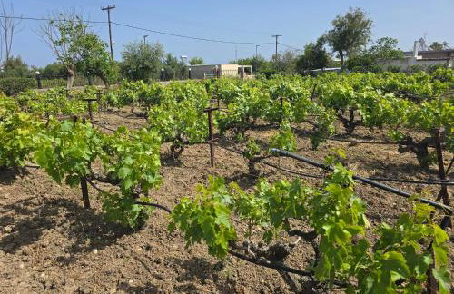 ILIOS K Village Resort - Foto 70