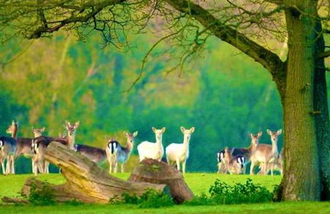 Forest lodge - Foto 72