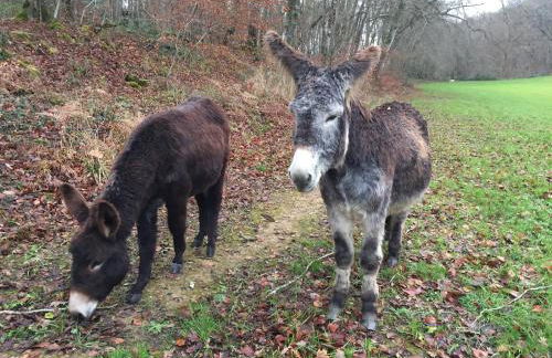 Gîte du Château D'hodebert - Foto 38