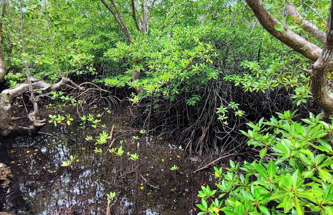 Rose Apartments - Foto 37