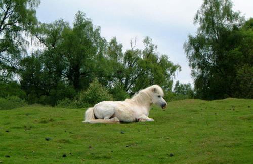 Ardgarry Farm - Photo 34