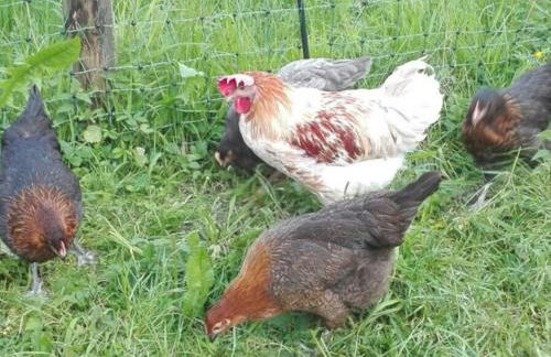 Adersberger Annemarie - Ferienwohnung - Foto 10