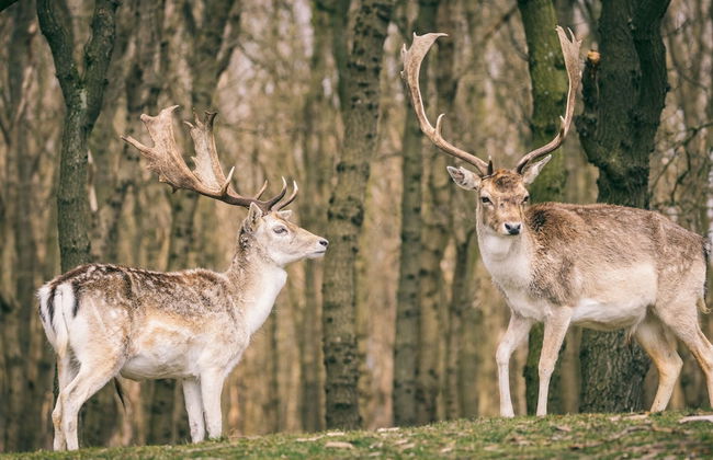 Semi-detached Holiday Home Near the Sea - Photo 37