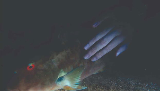 Night Diving in Ilhabela - Foto 3