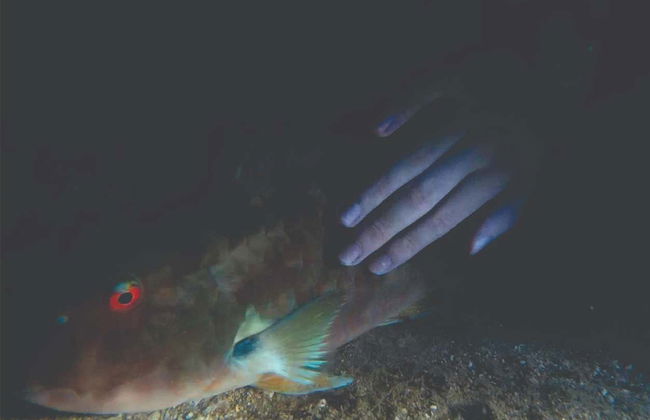 Immersione serale a Ilhabela - Foto 3