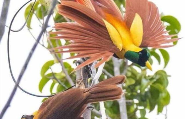 Mamatua N. Saleo Villa - Foto 12