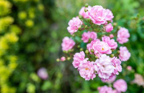 Haus Günter und Valeria - Foto 3