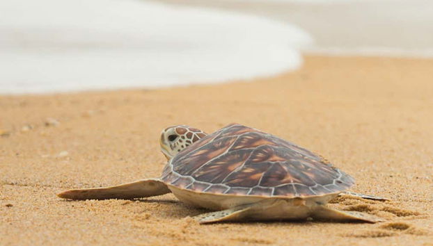Excursión a la isla Tybee + Avistamiento de delfines - Foto 5