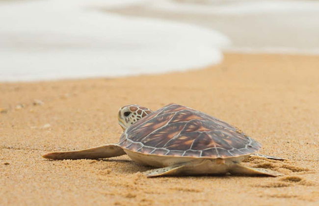 Excursión a la isla Tybee + Avistamiento de delfines - Foto 5