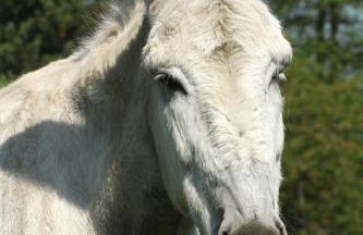 Pferdepension Jäger - Foto 14