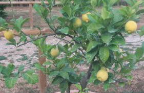 Villa San marco - Foto 39