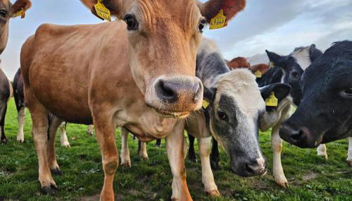 Bummler Hof - Foto 5