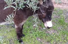 La Isabelita - Foto 13