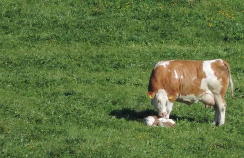 Auf'm Reifnhof - Foto 12