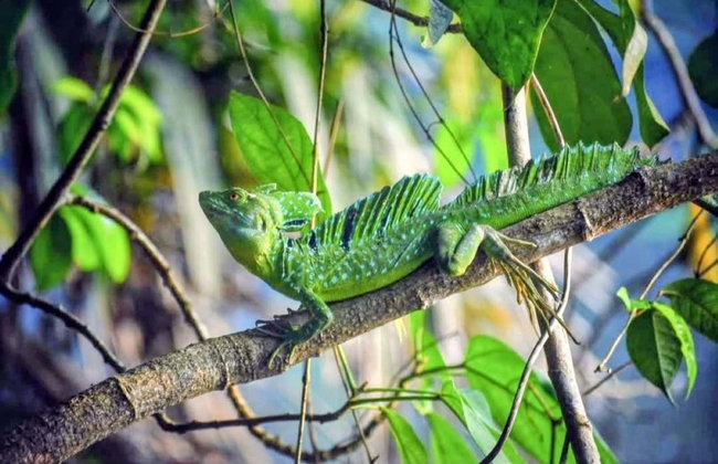 Tortuguero National Park Canoeing Tour - Photo 11