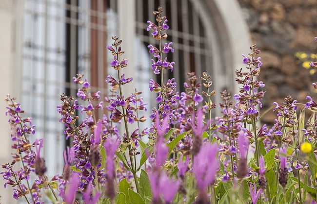 Etnella enoagriturismo Notti Stellate - Foto 42