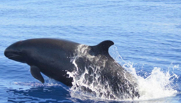 São Miguel Boat Ride + Whale Watching - Foto 2