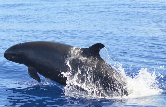 São Miguel Boat Ride + Whale Watching - Photo 2