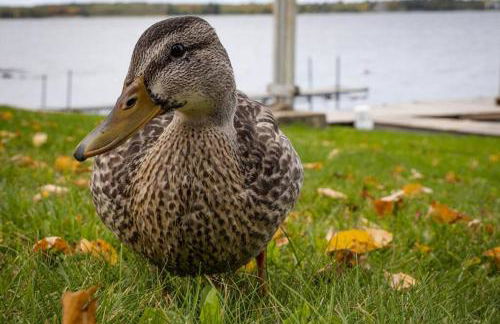 Lakeside 2 Bedroom Glacier Cabin On Kab - Foto 20