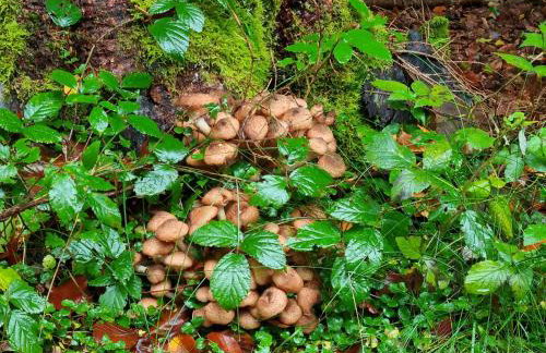 Rustikale Wanderhütte am Angelteich - Foto 24