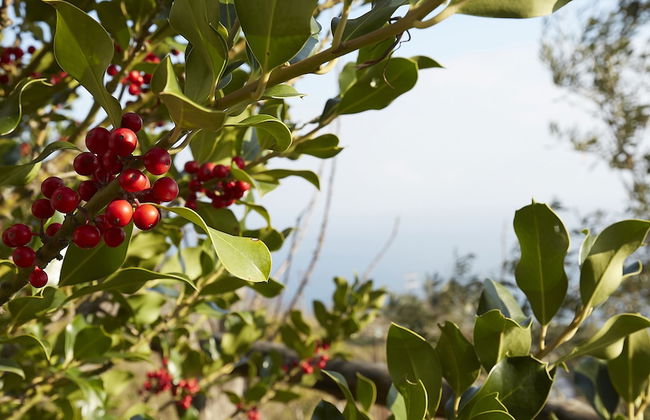 Villa Thea - Foto 25