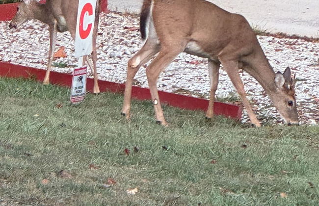Log Cabin in the Field - Foto 40