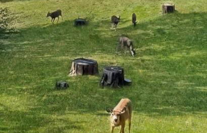 Yosemite Villa - log cabin with spectacular views & stargazing - Foto 65