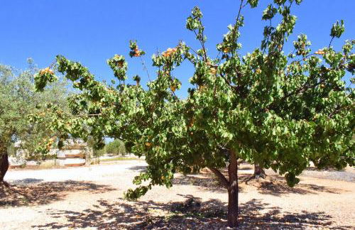 Cau d'Amor - Foto 35