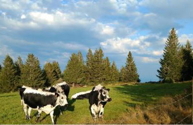 Appartement chaleureux à Soultzeren avec vue sur montagne - Foto 19