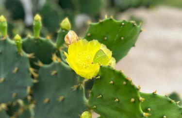 Casa Palma - Foto 40