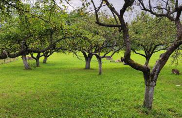 Jabłoniowy Sad Kalwaria Pacławska - Foto 9