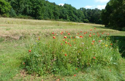 Ferienwohnungen Reichholdsmühle - Foto 15