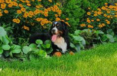 Skalny Widok - Foto 15