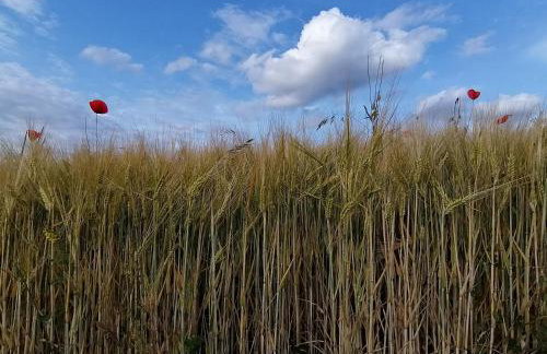 Top Roof Tiny ROOM - Tinylodge Ellertshäuser See - Foto 32