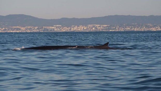 Cetáceos perto da lancha