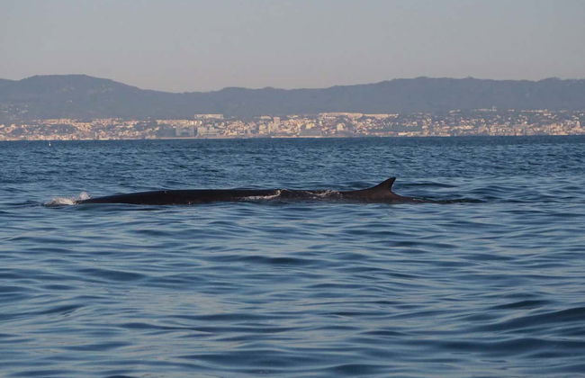 Dolphin Watching Cruise - Photo 3