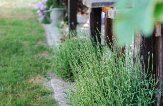 Lavender House - Foto 16